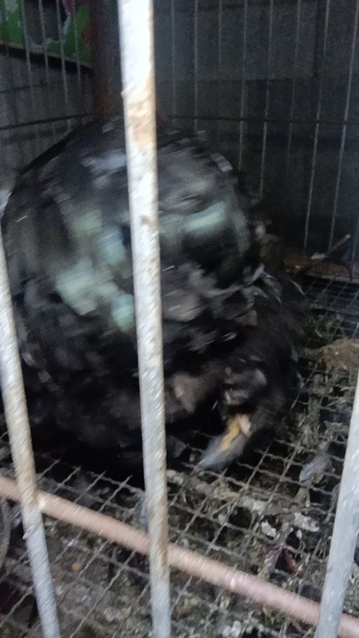 这一对大科钦球种鸡,下蛋很勤快的