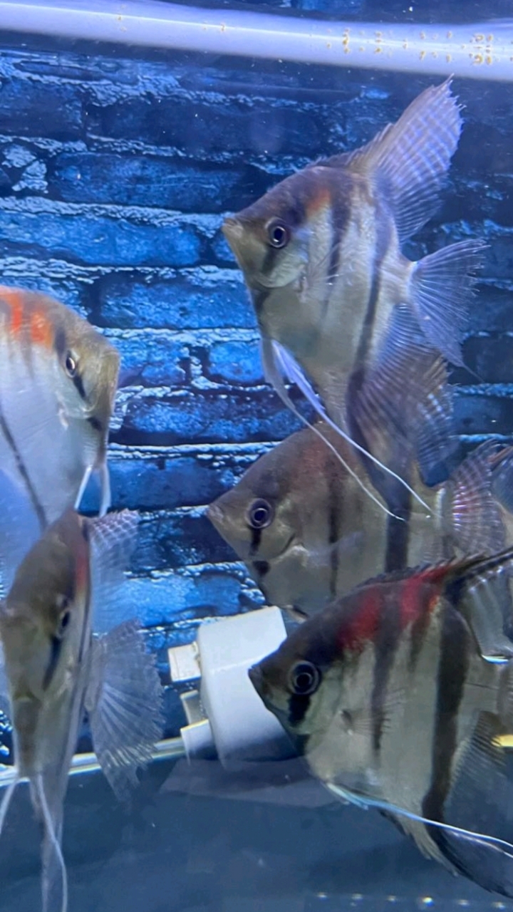 马纳卡普鲁红背埃及