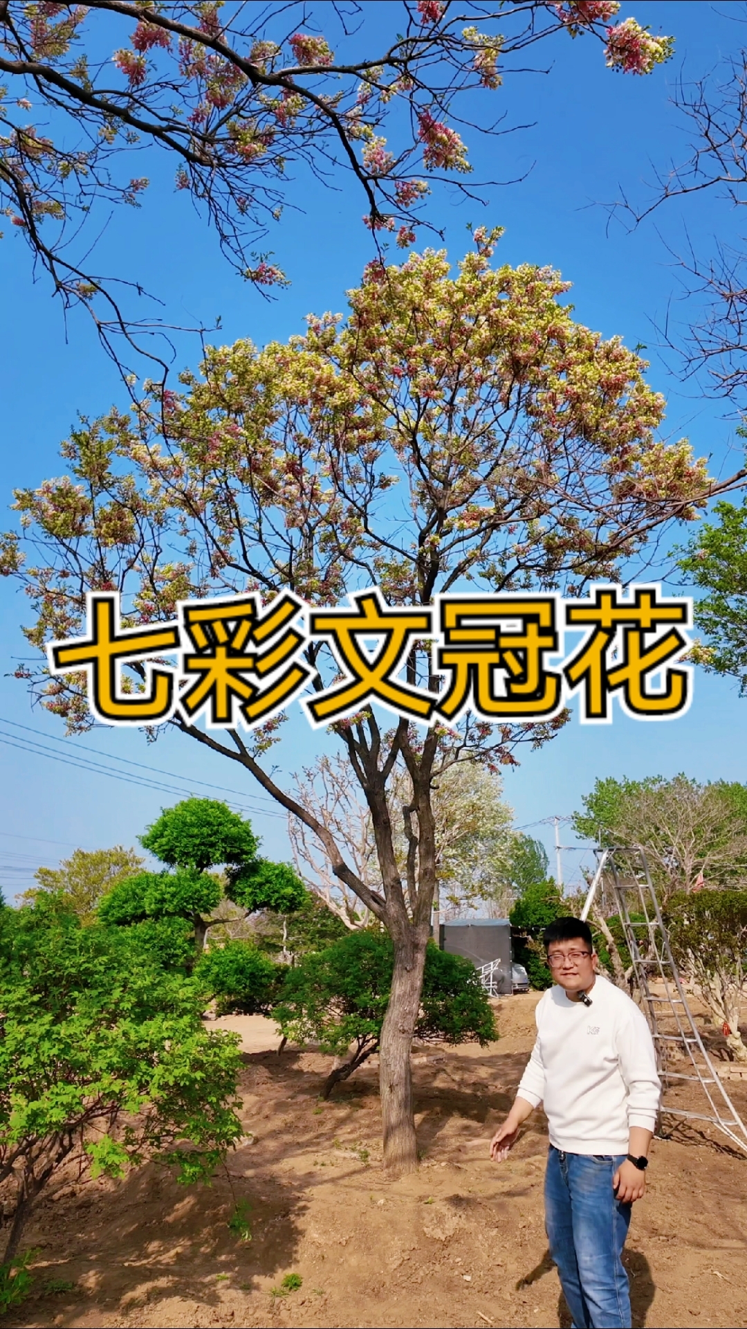 七彩状元树开花了，实在太美了#文冠果#