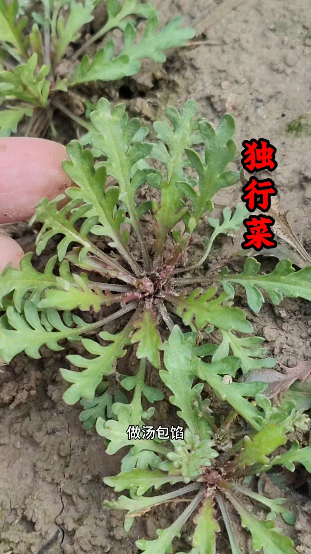 独行菜是田野间的小草，不仅是有价值的本草，嫩苗叶凉拌、做汤、包馅，味道清香 #植物科普# 