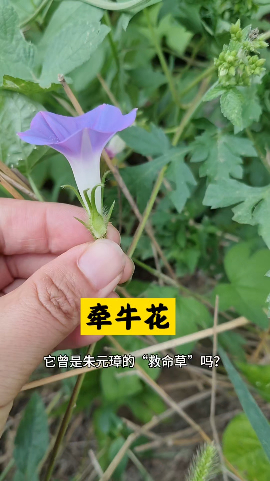 你知道吗?路边常见的牵牛花,藏着这些秘密!