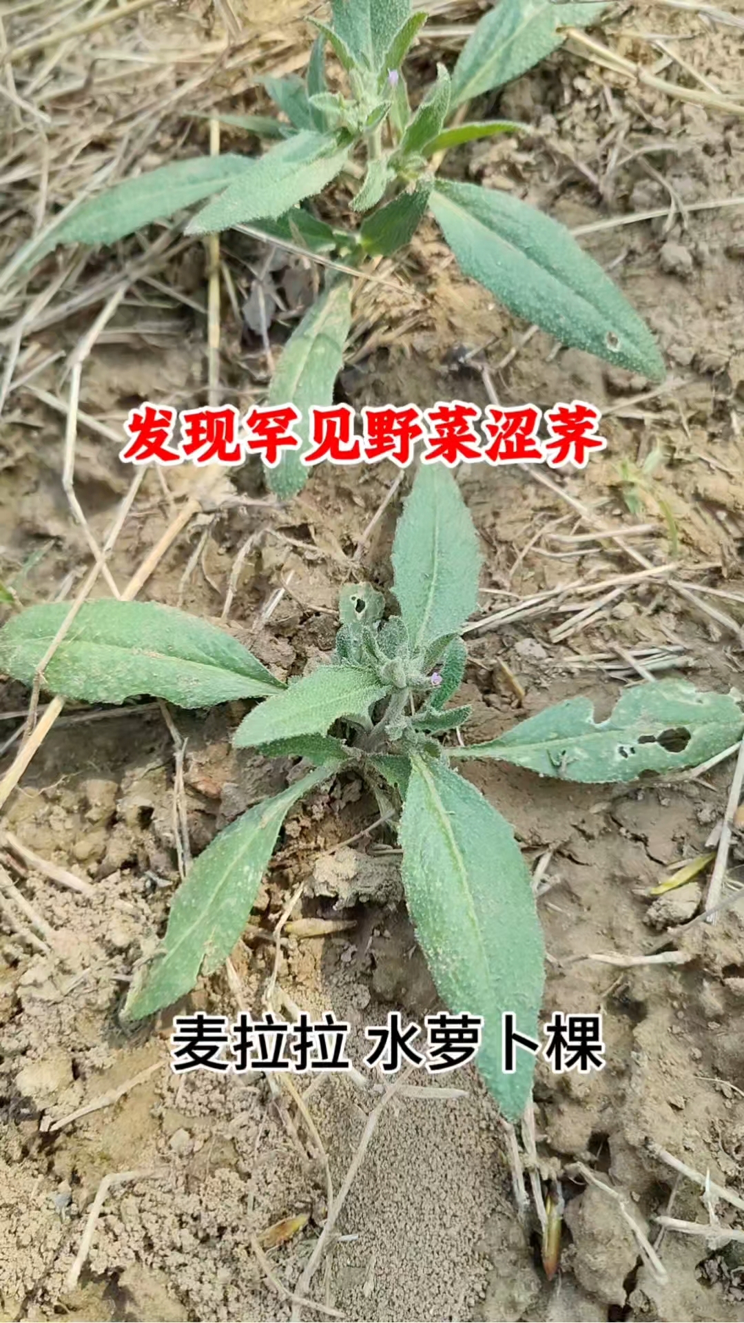 一株难求的野菜，涩荠又名水萝卜棵，种子是有价值的本草，嫩苗也可做野菜，来看看#野菜# #植