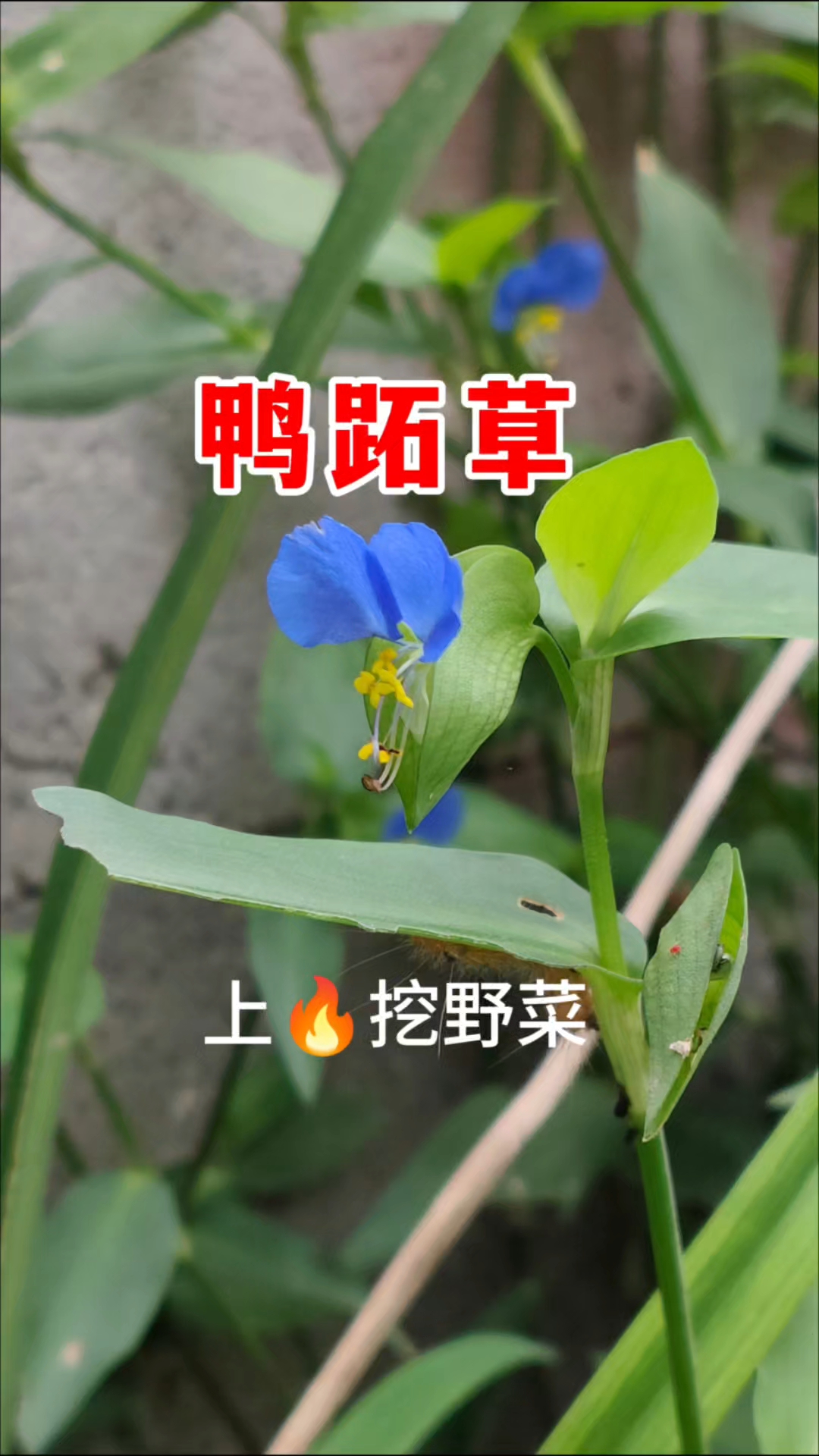 农村常见的鸭跖草，又叫碧蝉花，全身是宝，嫩茎叶可做野菜，实用
