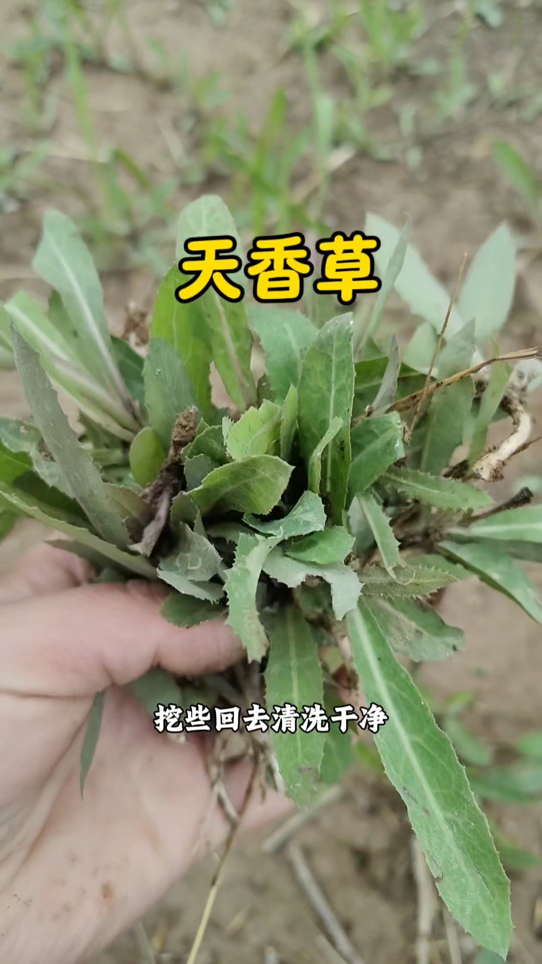 农村河沟边常见的天香草,原来是城里抢手的野菜,40左右一斤,价值大#科普# #三农# #苦