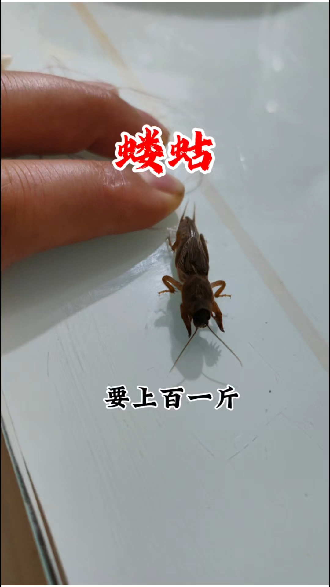 蝼蛄又名土狗,到底有啥珍贵?要上百一斤