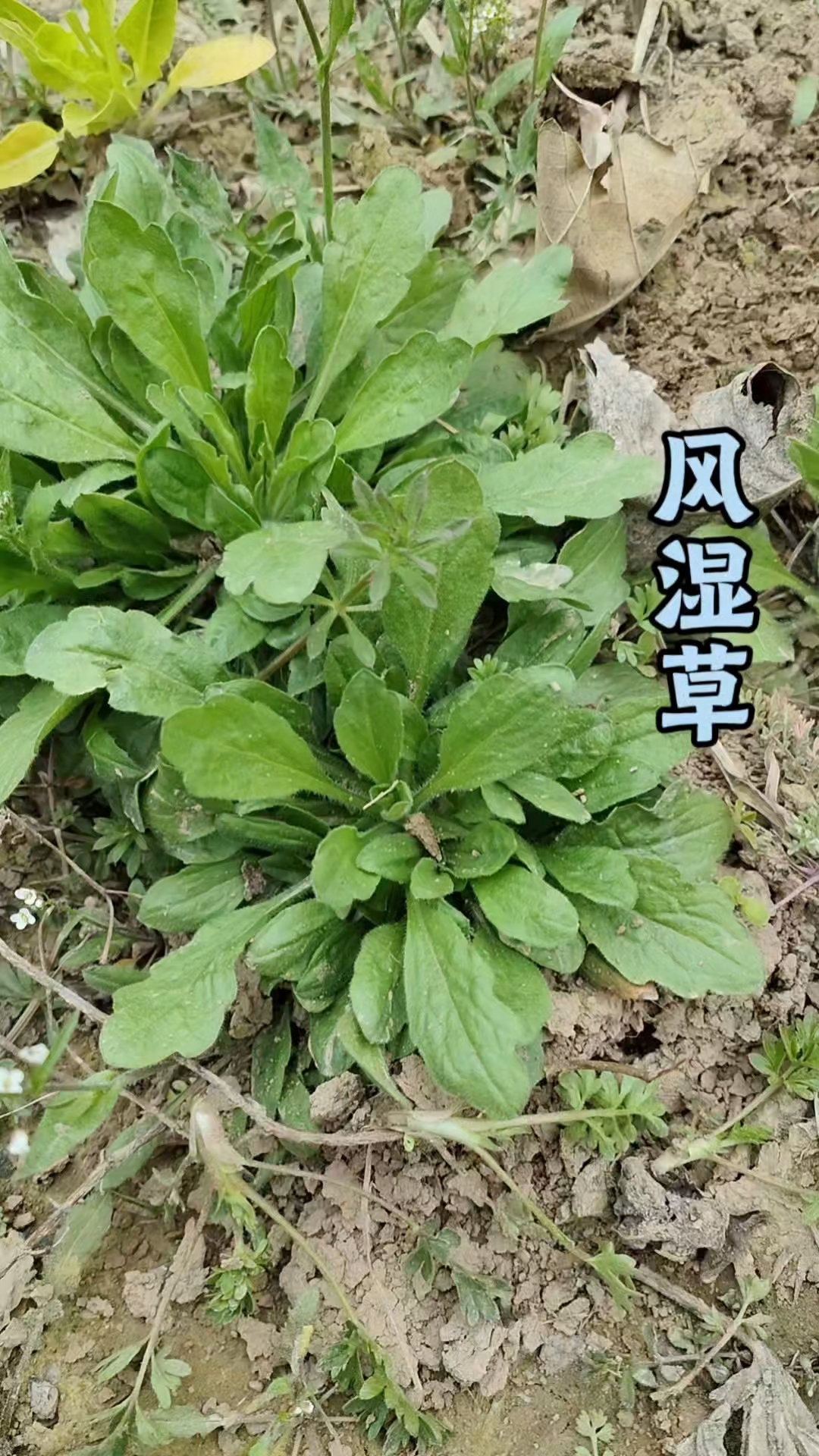 农村常见的“风湿草”,价值珍贵,嫩苗也可做野菜,很多人不知道#植物科普# #小蓬草# #识