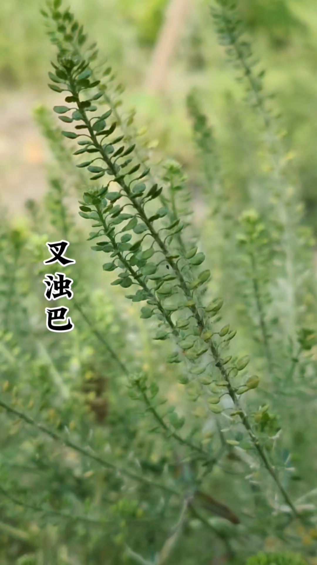 原来北葶苈子就是农村常见野菜的种子,吃起来味道辣辣的