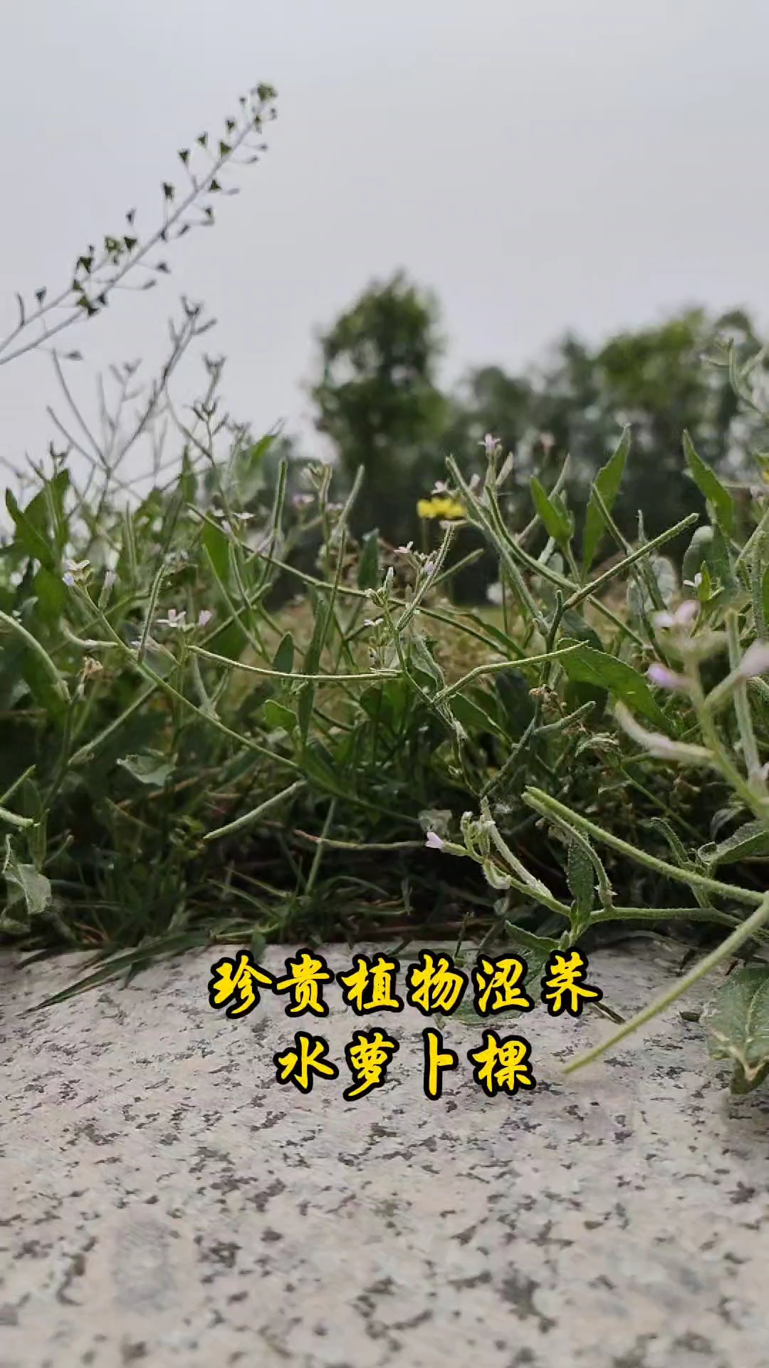 多年不见的珍贵植物，涩荠又名水萝卜棵，看看你的家乡还有吗？#春日野菜正当时#