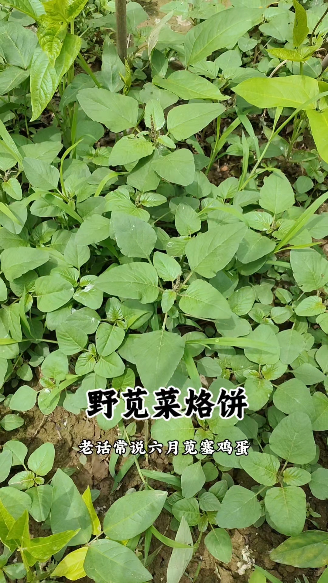 田间地头随处可见的野苋菜又叫“长寿菜”，全身是宝，也是夏季不可错过的野菜，简单又实用