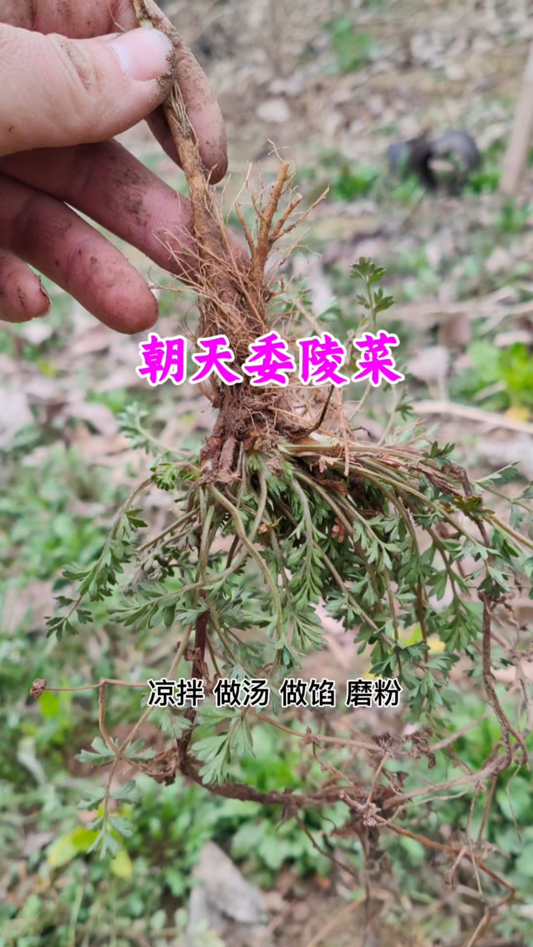 原来田野常见的朝天委陵菜，也是一种优质野菜，味道清香，作用大#植物科普# #三农# #乡村