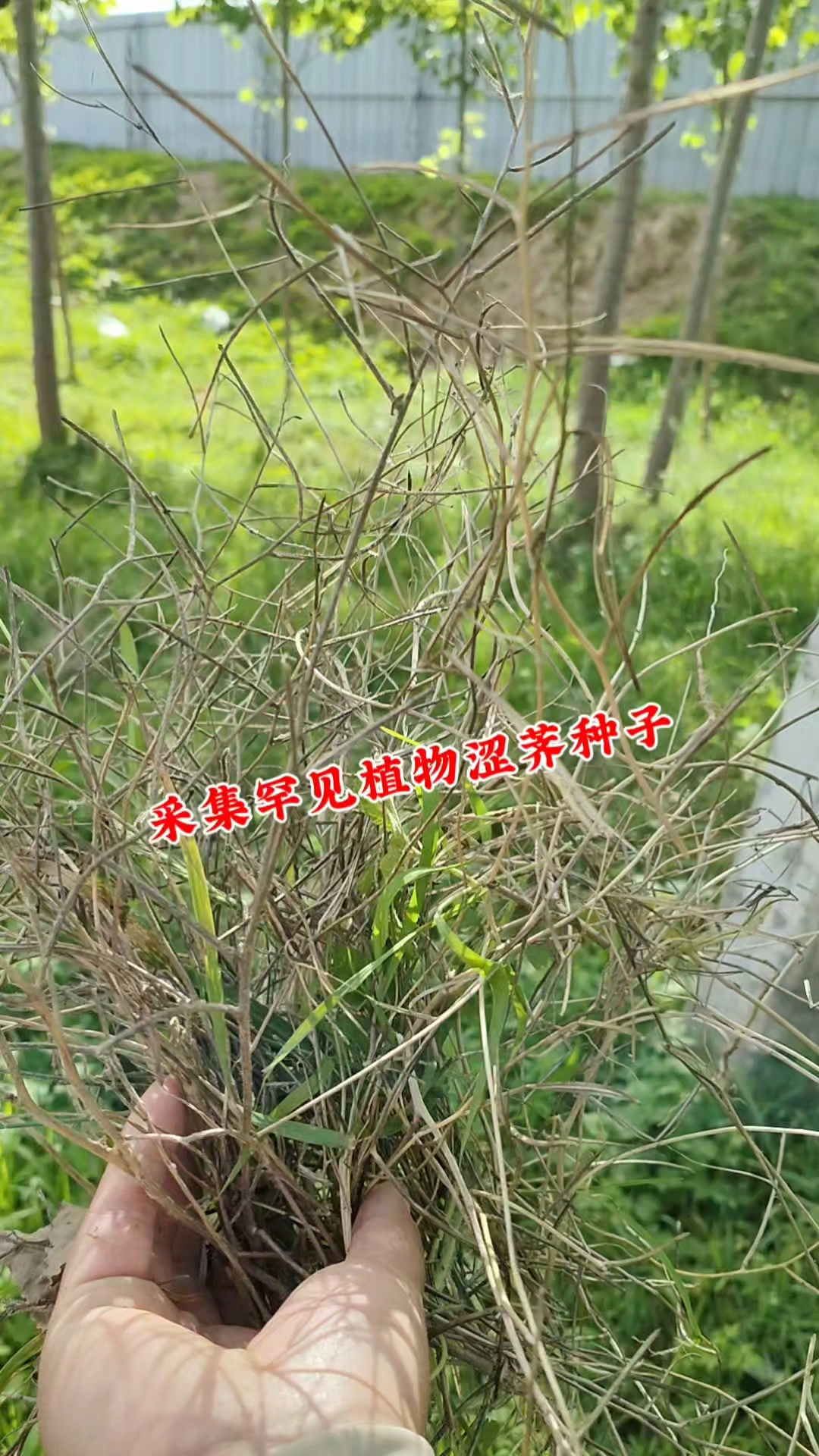 采收涩荠种子，又叫水萝卜棵，儿时常吃，如今好多年不见，你的家乡还能找到吗？