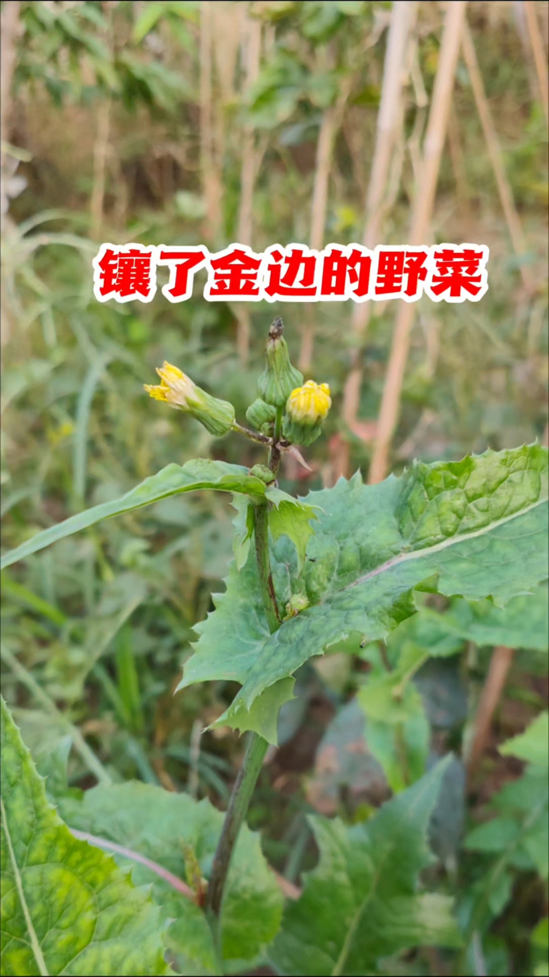 花叶滇苦菜很容易误认为蒲公英，凉拌、做馅，鲜嫩爽口，作用厉害