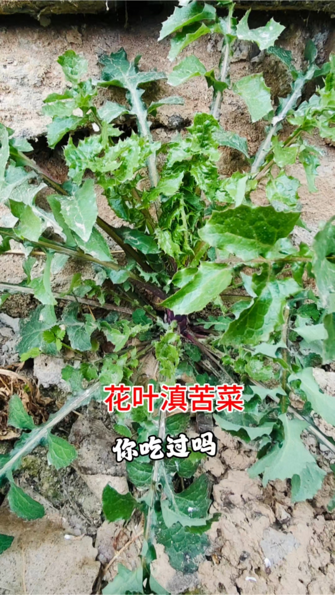 春天吃点苦,夏天少受苦!花叶滇苦菜又名续断菊,你吃过吗?#农村野菜# #乡村美食# #三农
