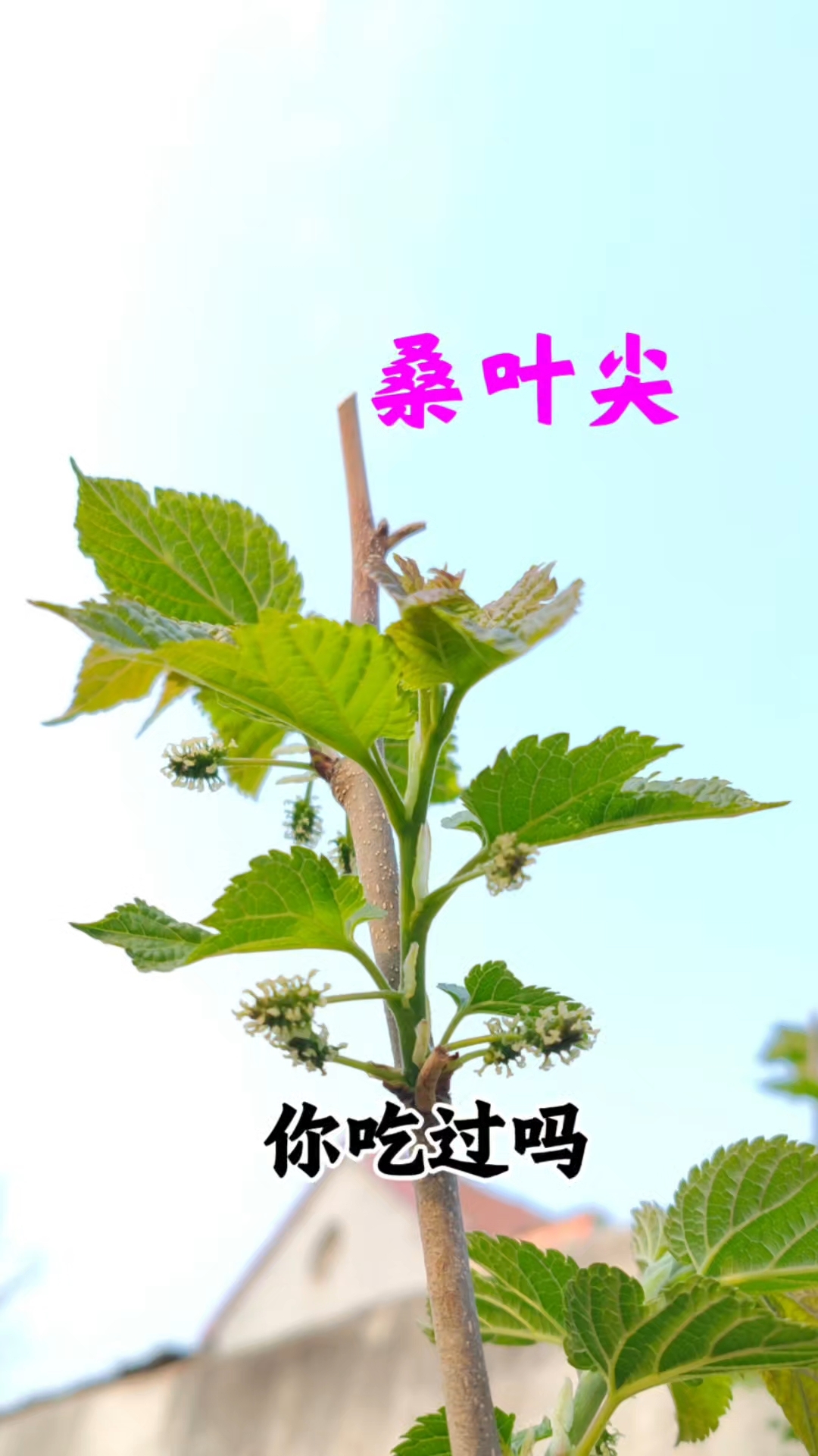 山东的春季遍地是宝,桑树上的嫩芽又叫桑叶尖,是春季的时令野菜#野菜#