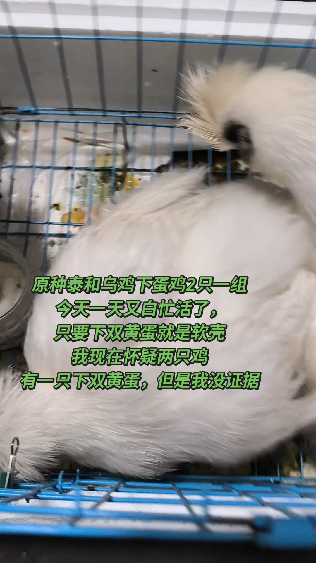 双黄蛋专挑软壳下？这鸡太会“作”了！ 原种泰和乌鸡下蛋鸡2只一组