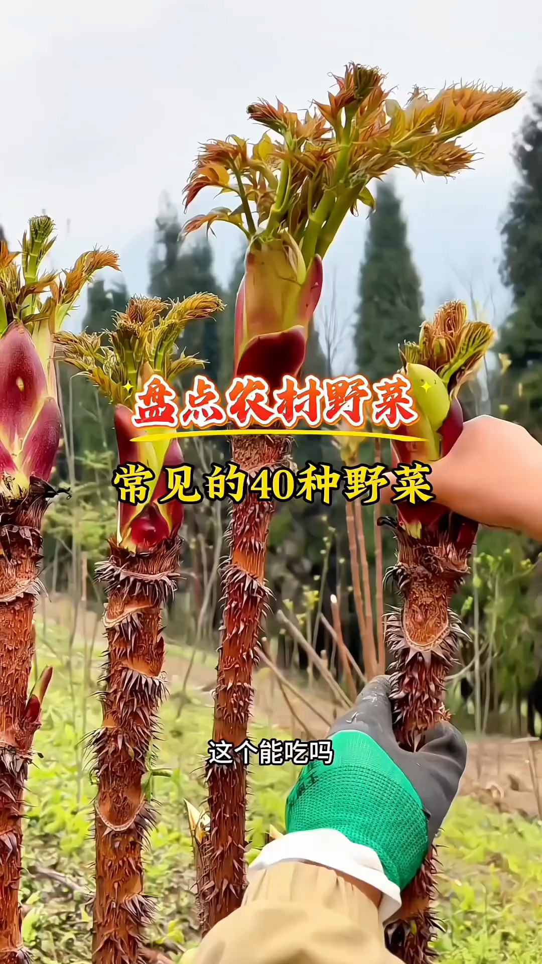 盘点农村常见的40种野菜