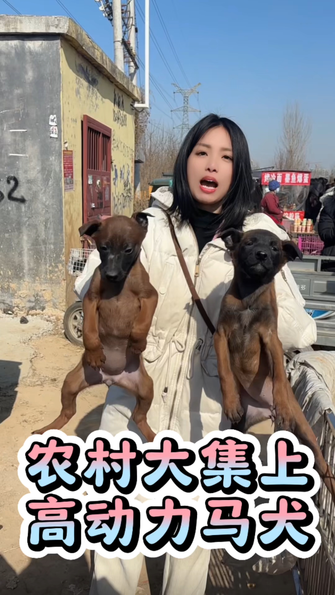 高动力的马犬它来了 马犬可训性高看家护院本领高