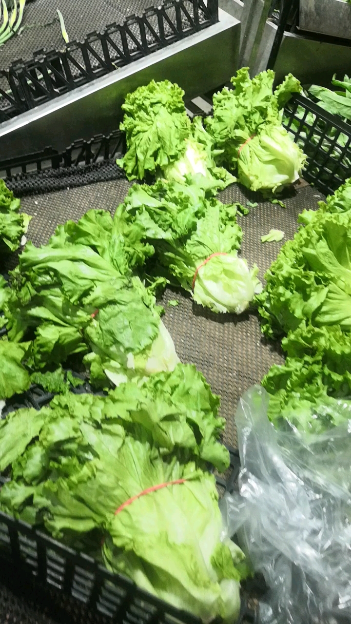 绿菜区买些生菜韭苔和西兰花