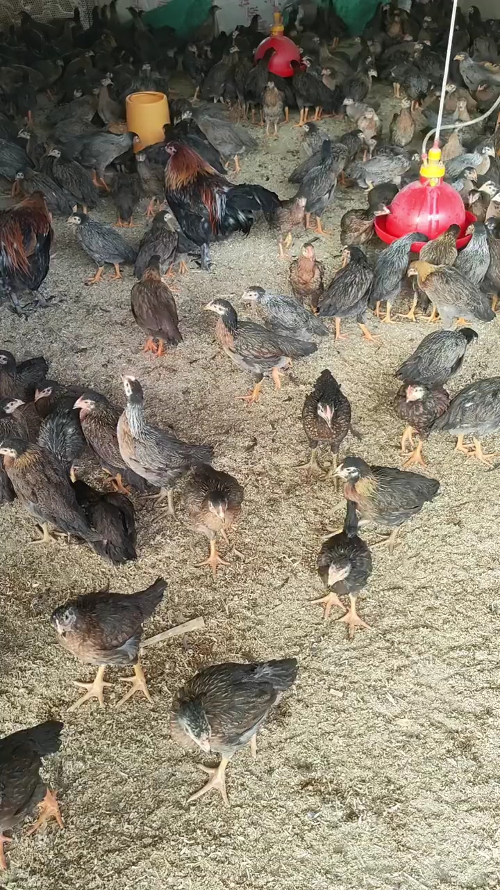 养殖公鸡 母鸡 杂交斗鸡