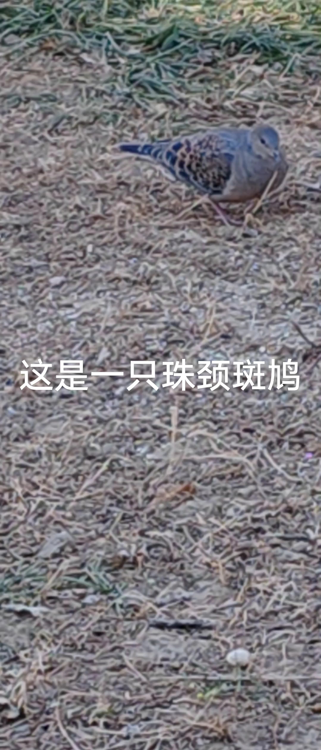 珠颈斑鸠在草地里吃东西