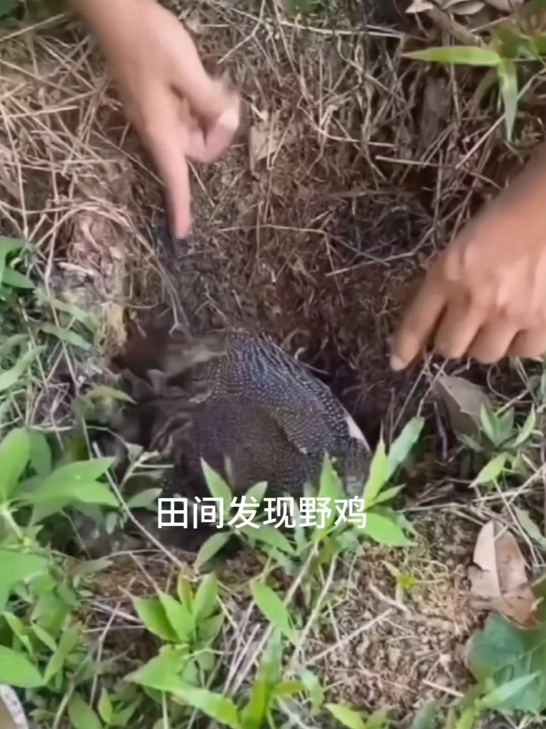 男子在田间发现野鸡