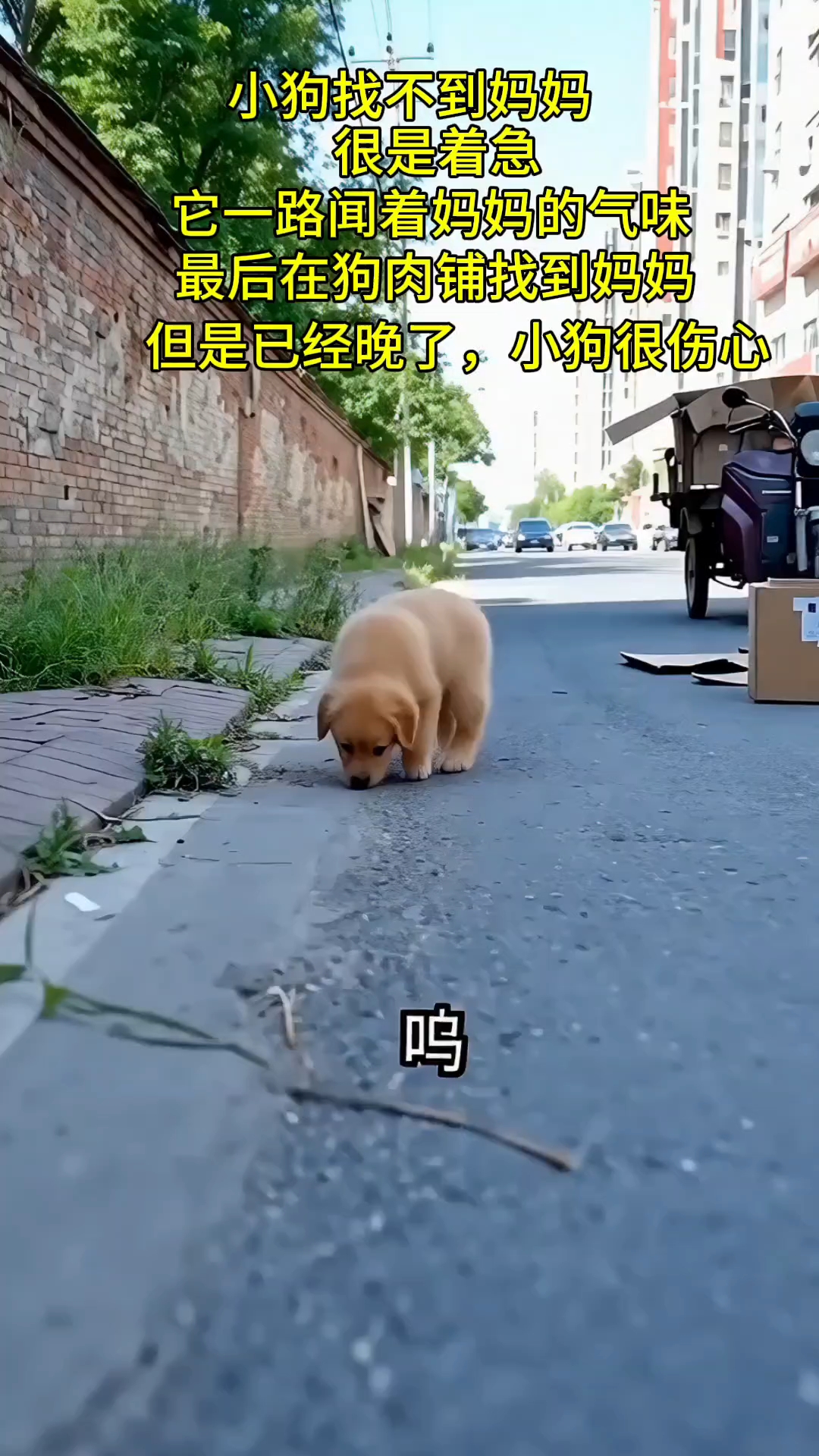 小狗找妈妈最后在狗肉馆找到妈妈，小狗很伤心