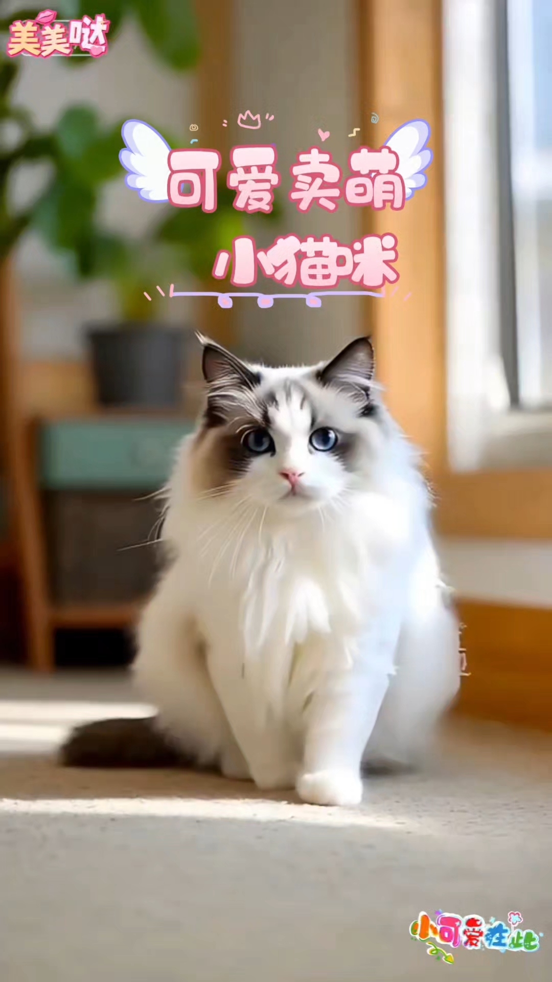 可爱卖萌小猫咪