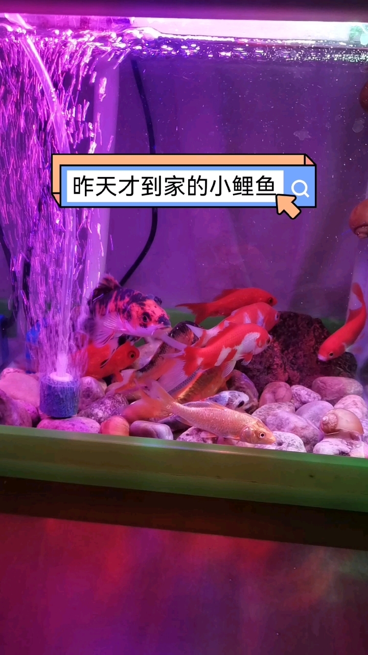 昨天才到家,已经入缸,不间断更新小鲤鱼视频