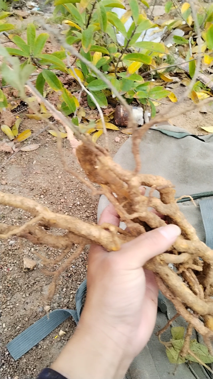 野生过岗龙,又名鸡骨香;你们家乡那里的山上有这种植物药材吗?