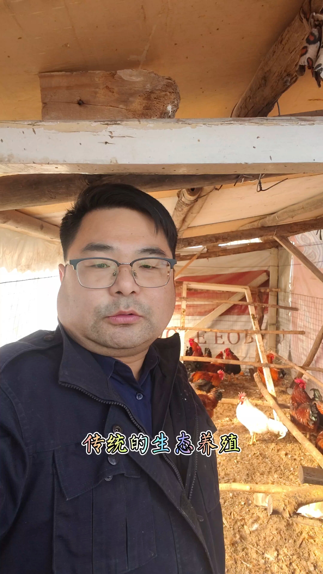 #临潼散养土鸡,生态养殖践行者!