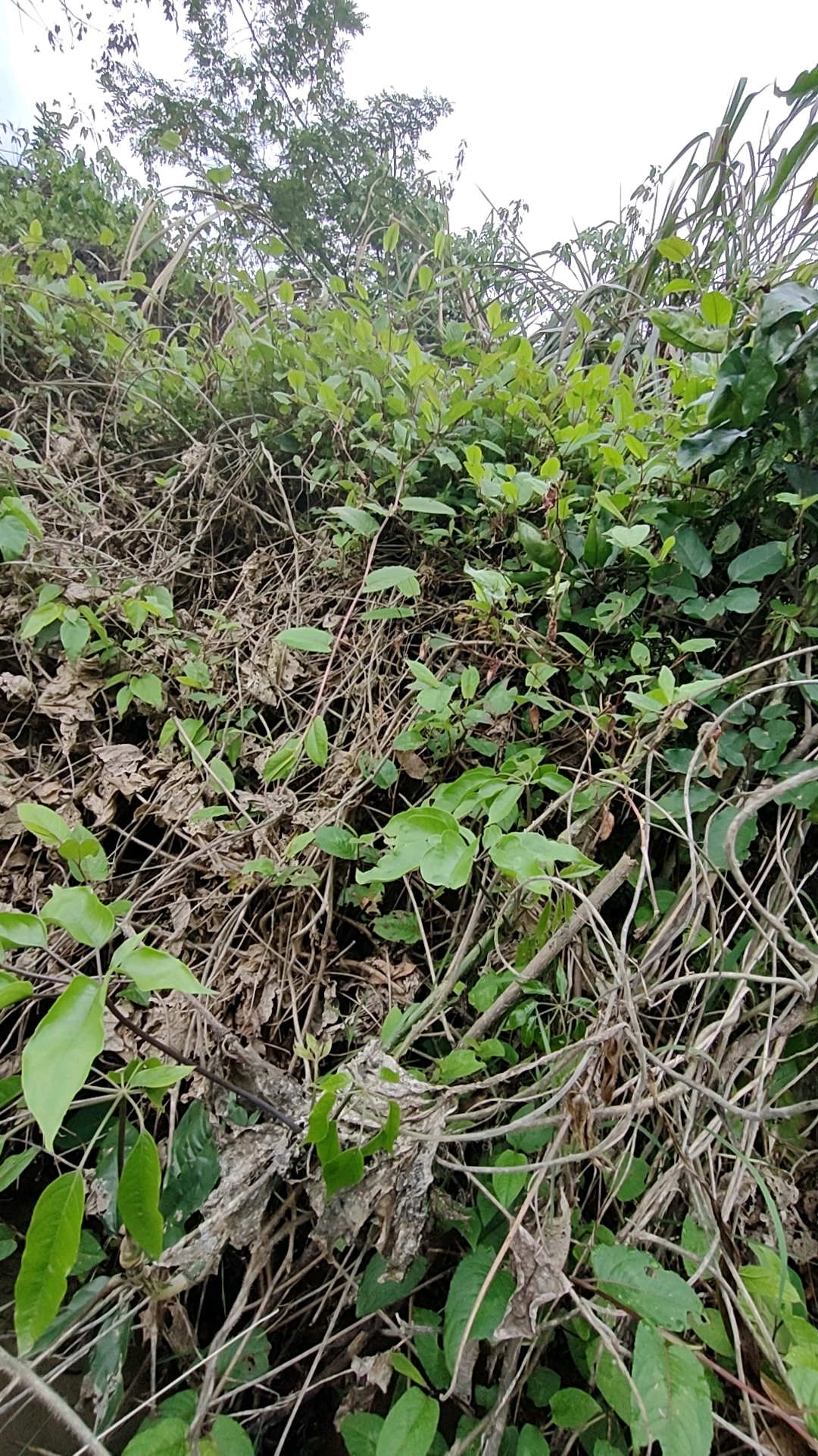 竹鸡超长公母合叫分享