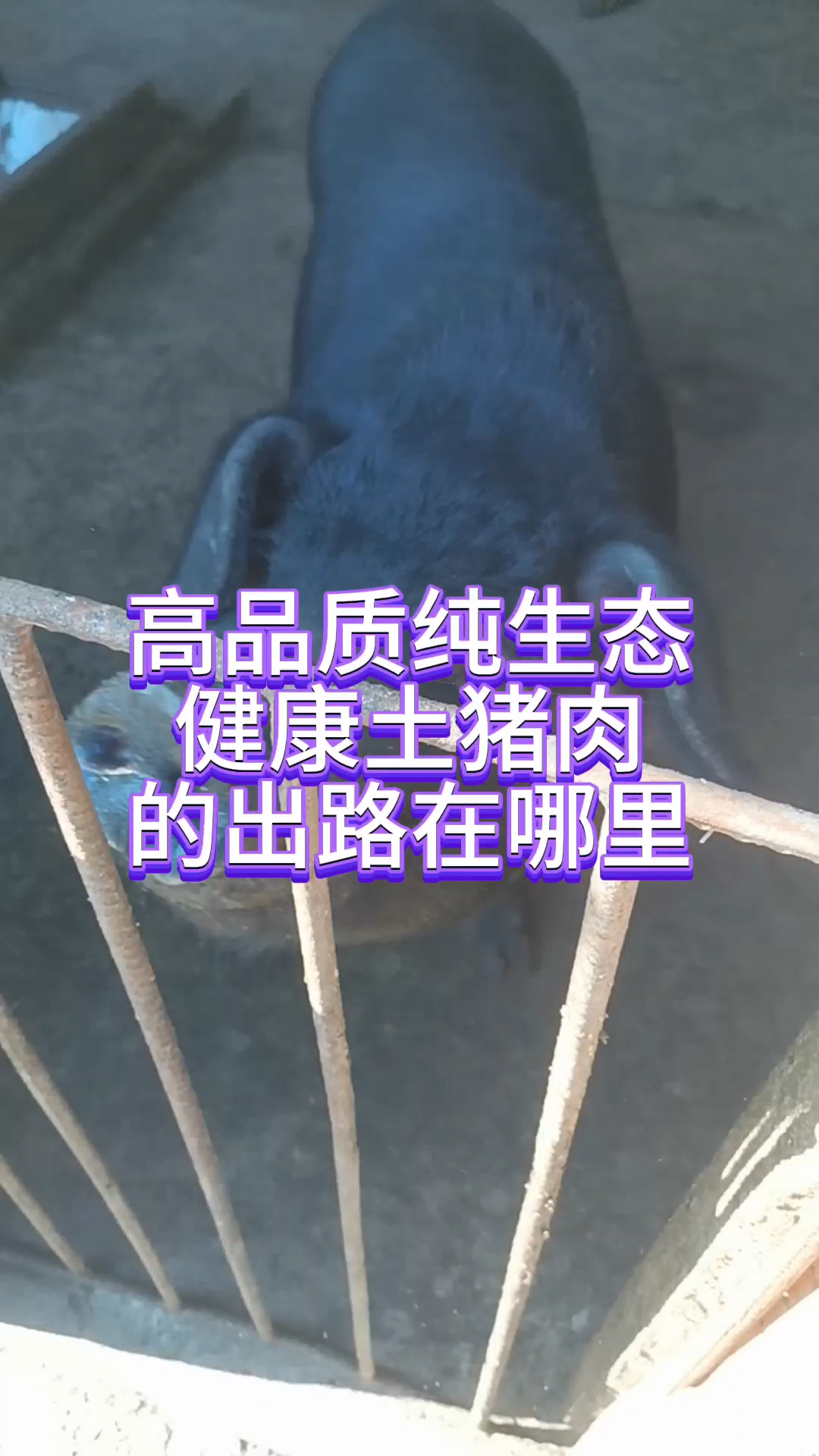 纯生态农家土猪肉