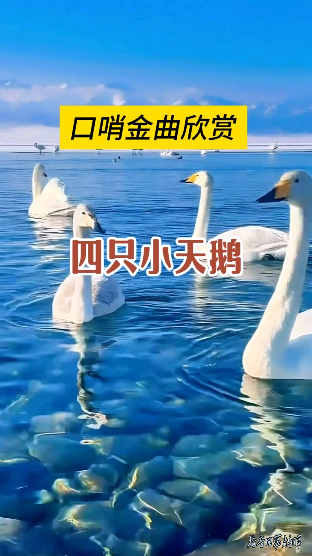 口哨金曲欣赏《四只小天鹅》优美动听百听不厌