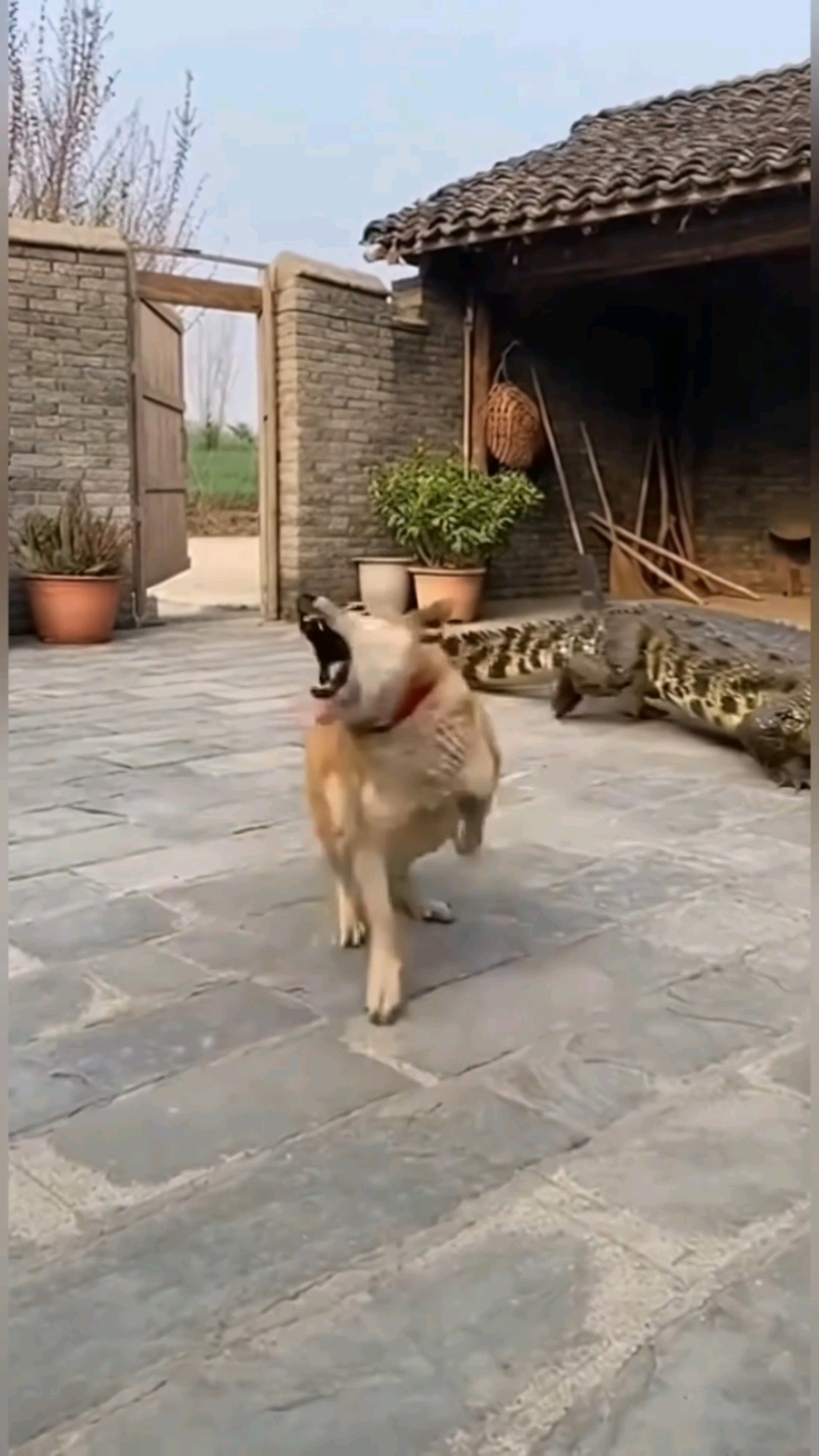 这狗都吓出表情包了!