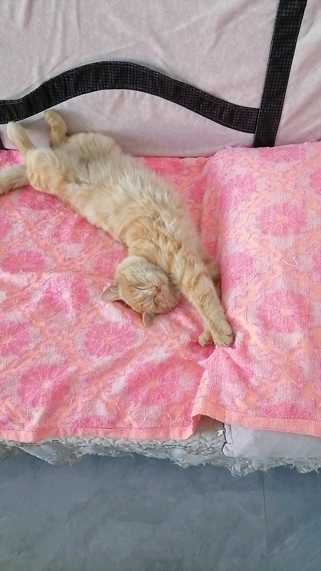 小黄猫睡觉