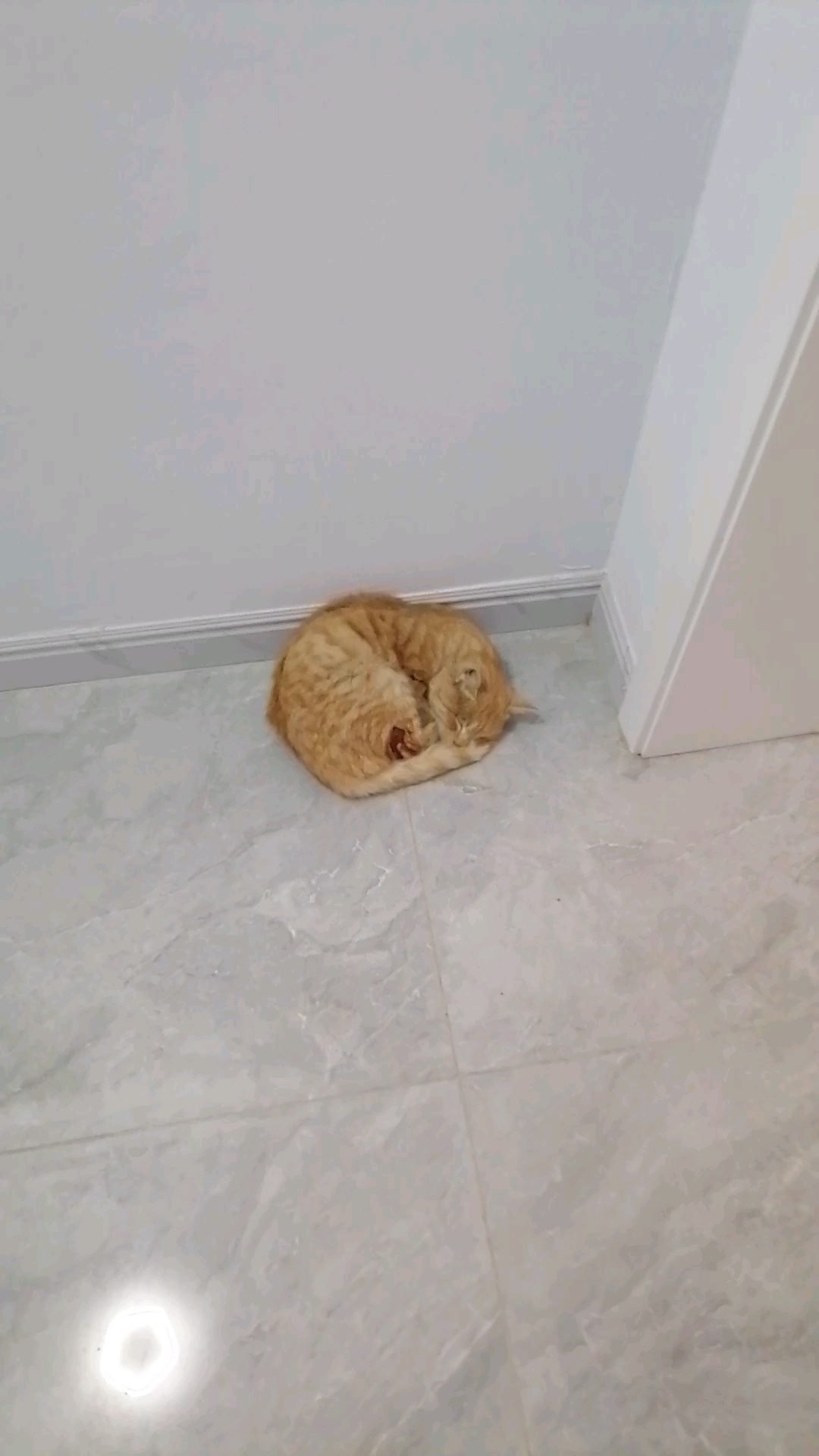 小黄猫腿疼了