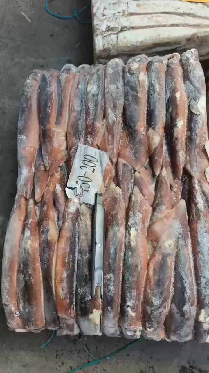 阿根廷鱿鱼