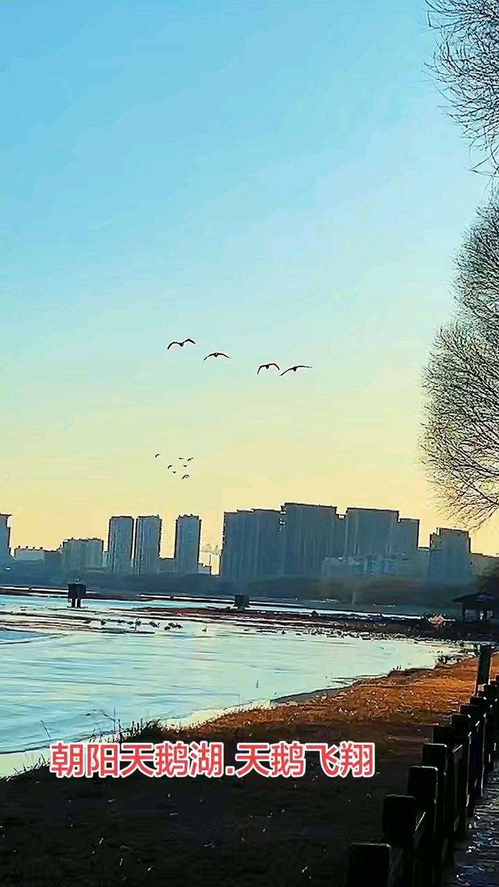 朝阳天鹅湖  天鹅飞翔#朝阳天鹅湖#