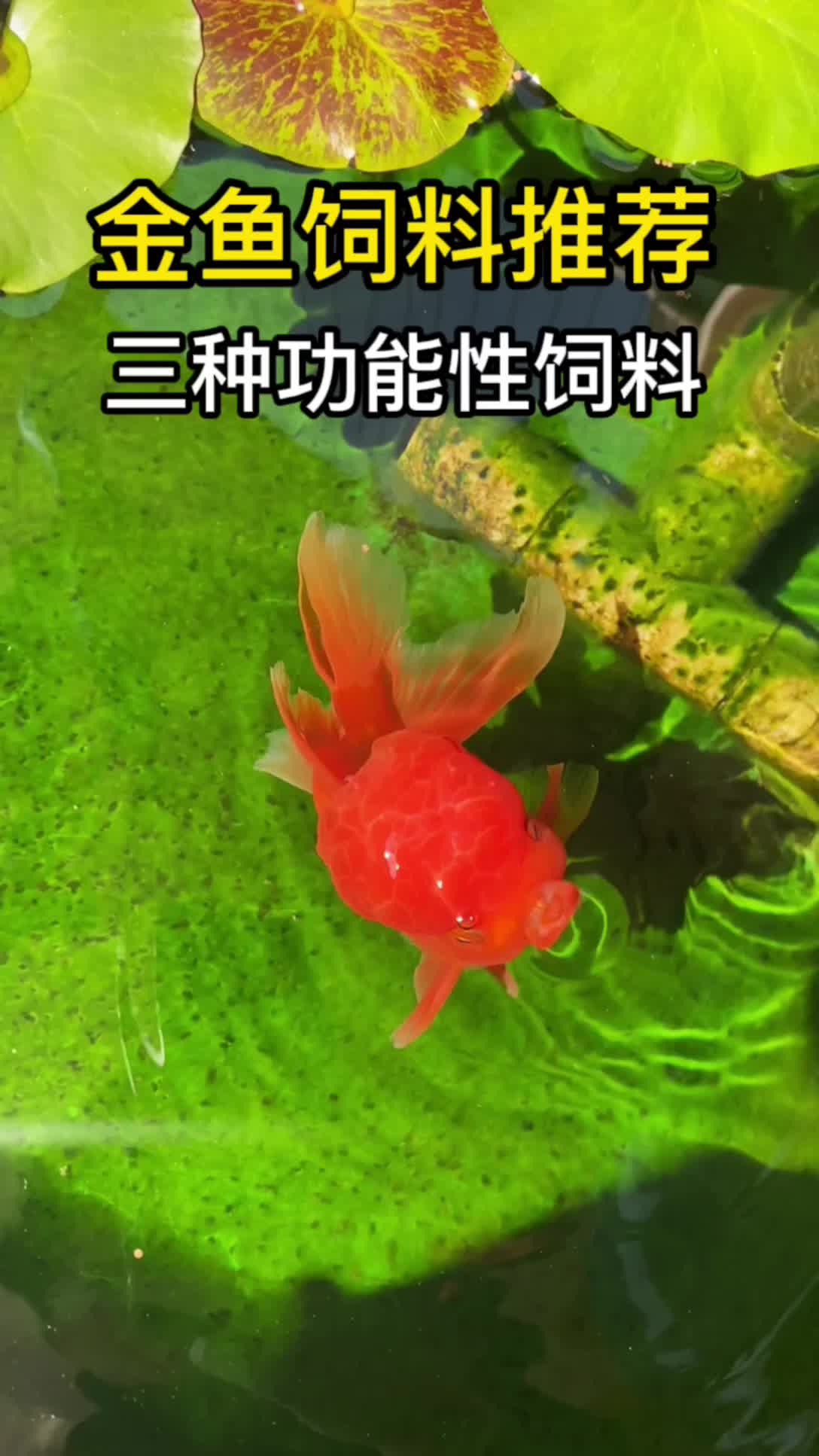 金鱼饲料推荐,三种功能性很强的饲料分享