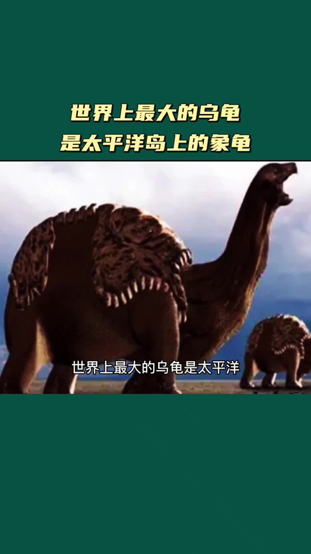 世界上最大的乌龟是太平洋岛上的象龟