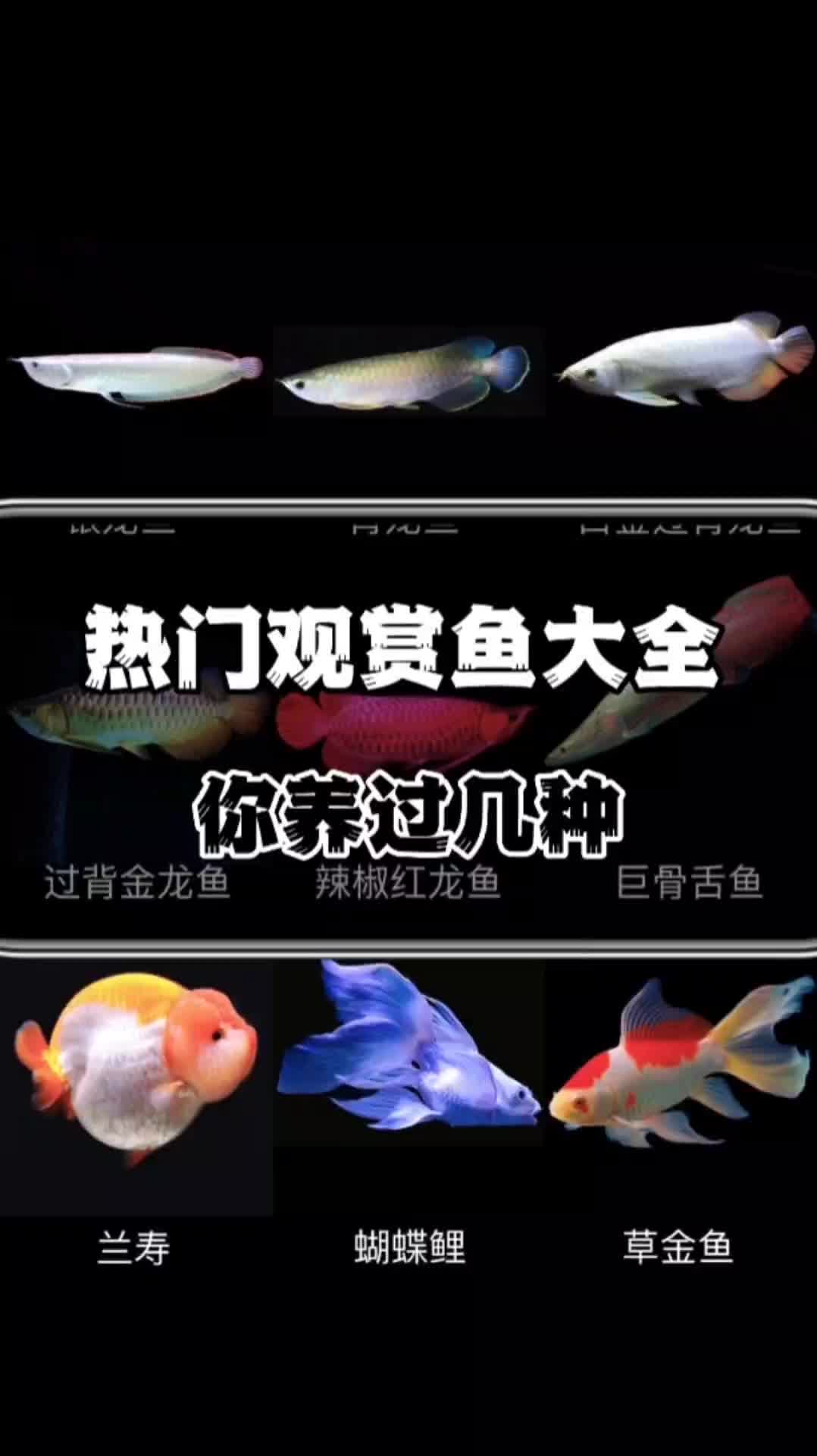常见观赏鱼大全,肯定有你养的那一条!