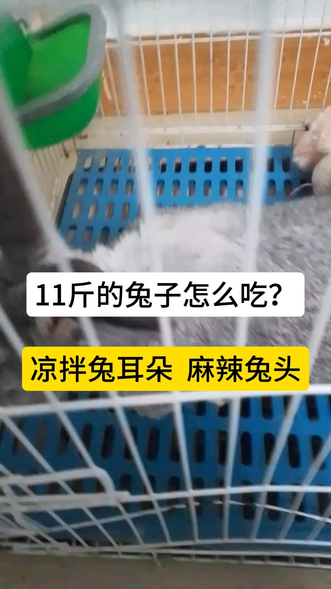 #昆哥在武汉# 11斤的兔子怎么吃？凉拌兔耳朵，麻辣兔头，麻辣兔腿，红烧兔肉或者火锅？#兔
