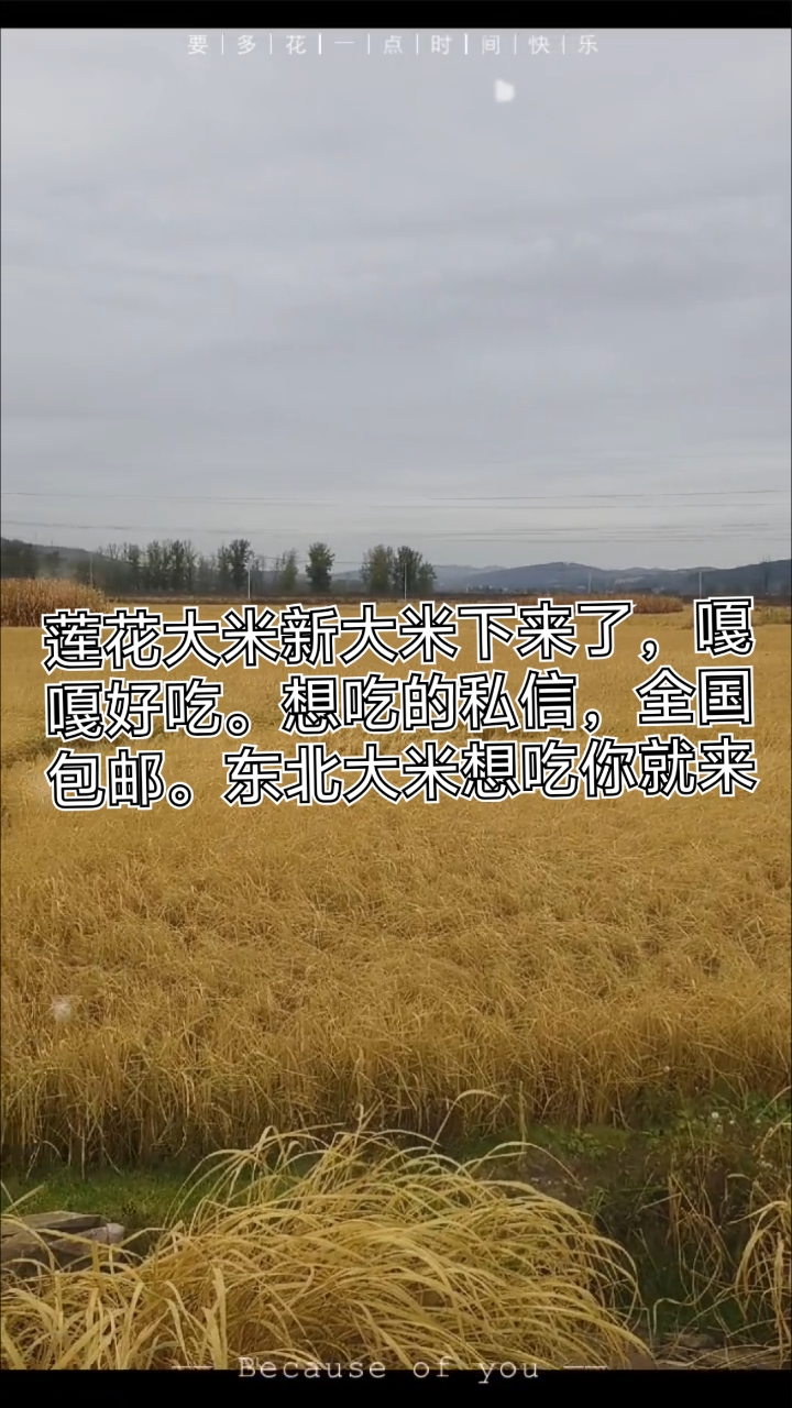 莲花大米