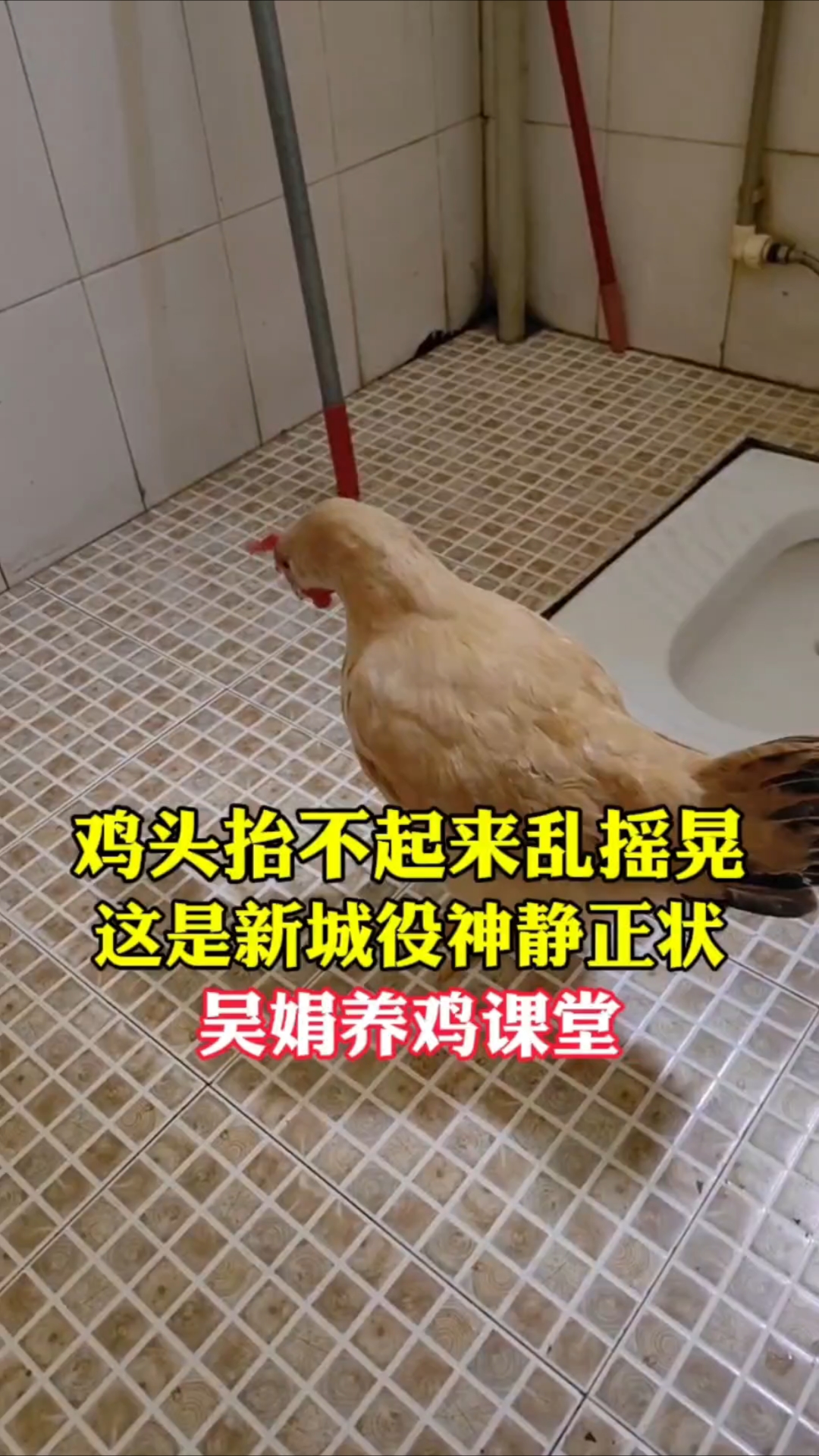 鸡头抬不起来摇摇晃晃的,这是新城疫的神经症状。一定要接种疫苗
