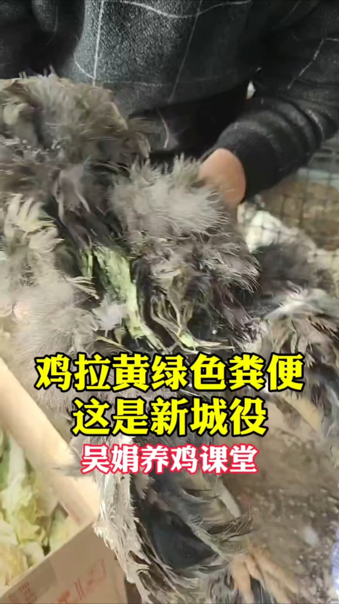 鸡拉黄绿色粪便精神不好,伤亡快,这个是感染了新城疫