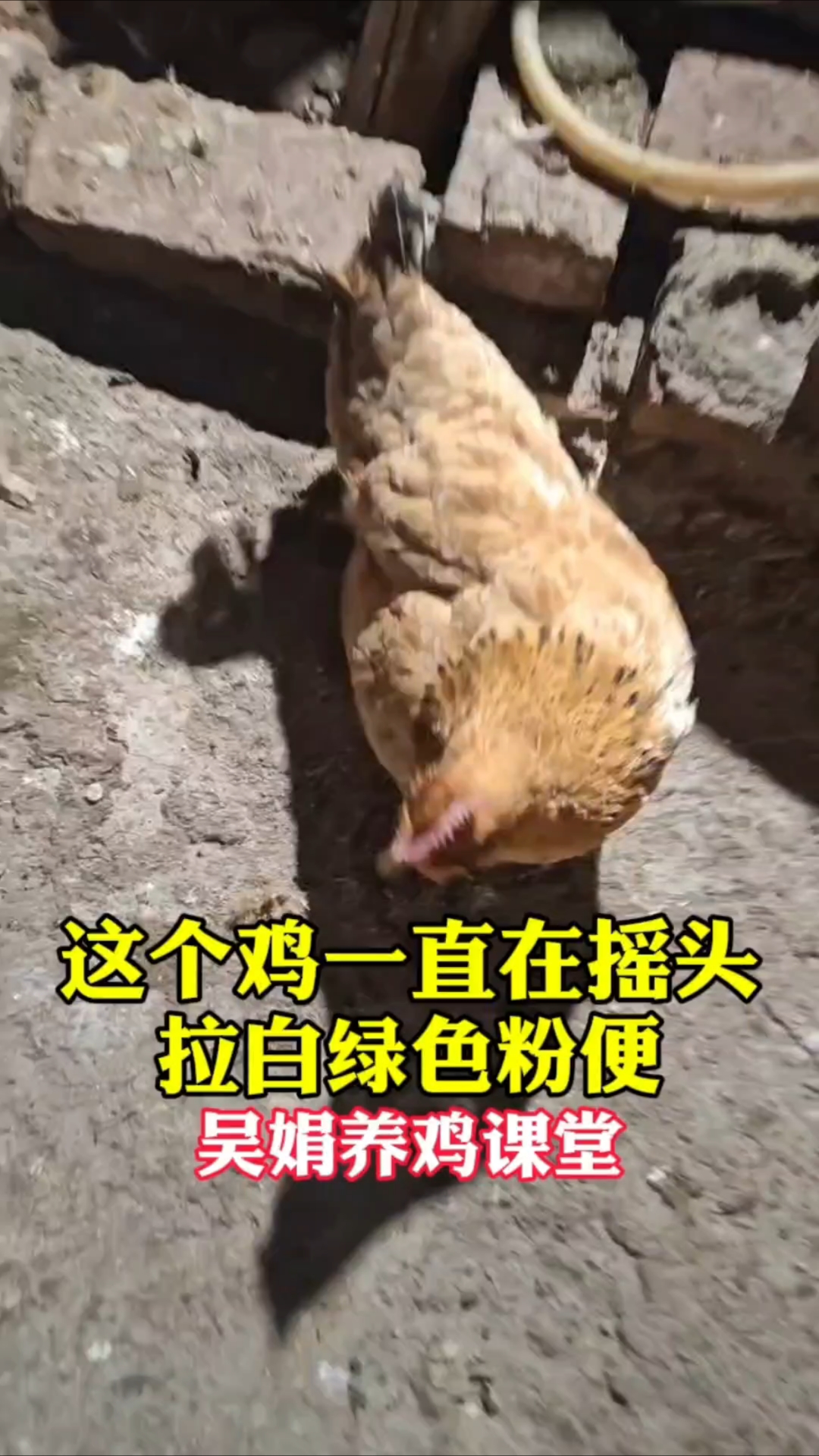 鸡一直在摇头，拉白绿色粪便，这是典型的新城疫的神经症状