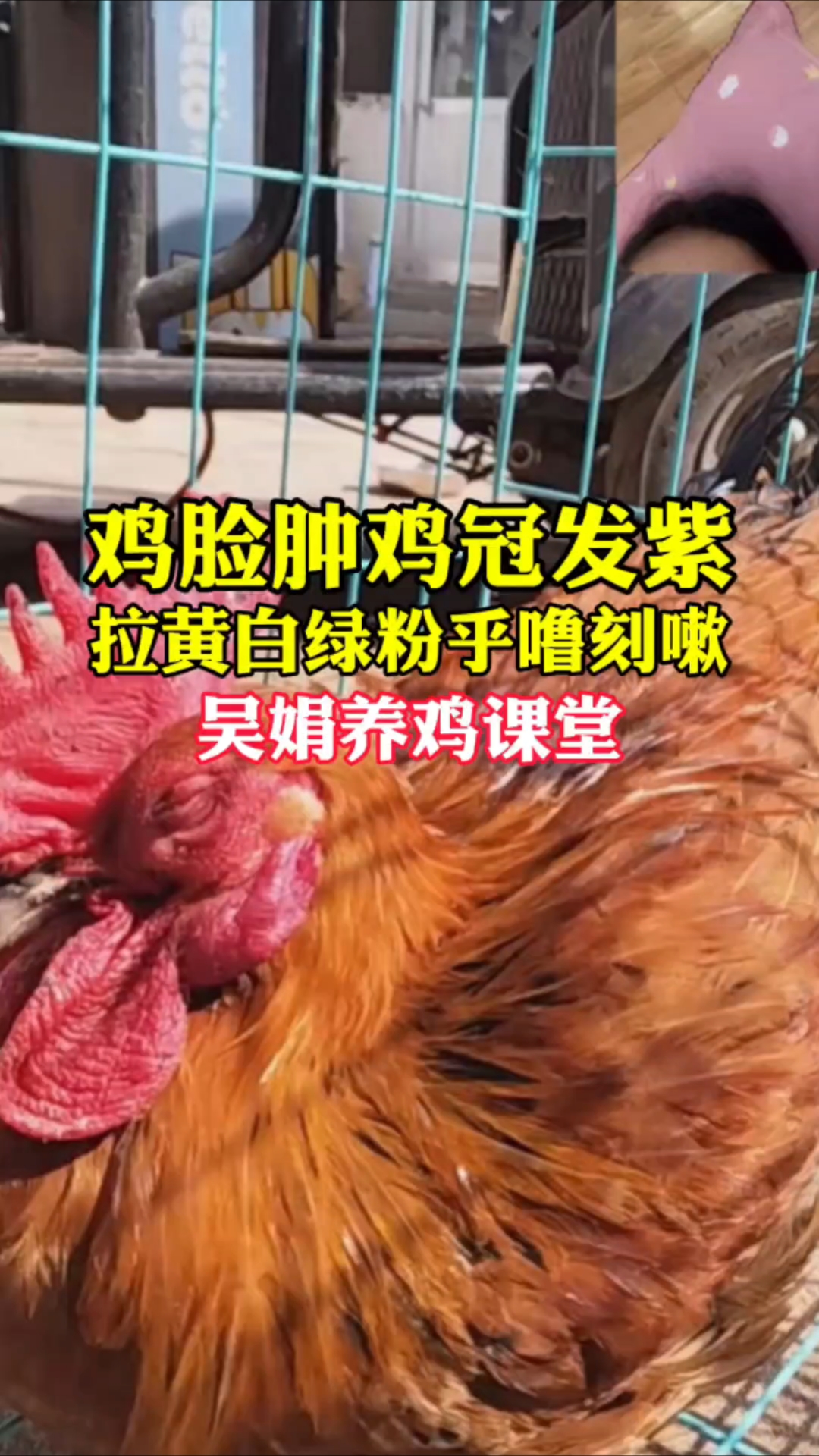 鸡脸肿鸡冠发紫,呼噜咳嗽拉黄白绿色粪便。这是感冒鼻炎气囊炎