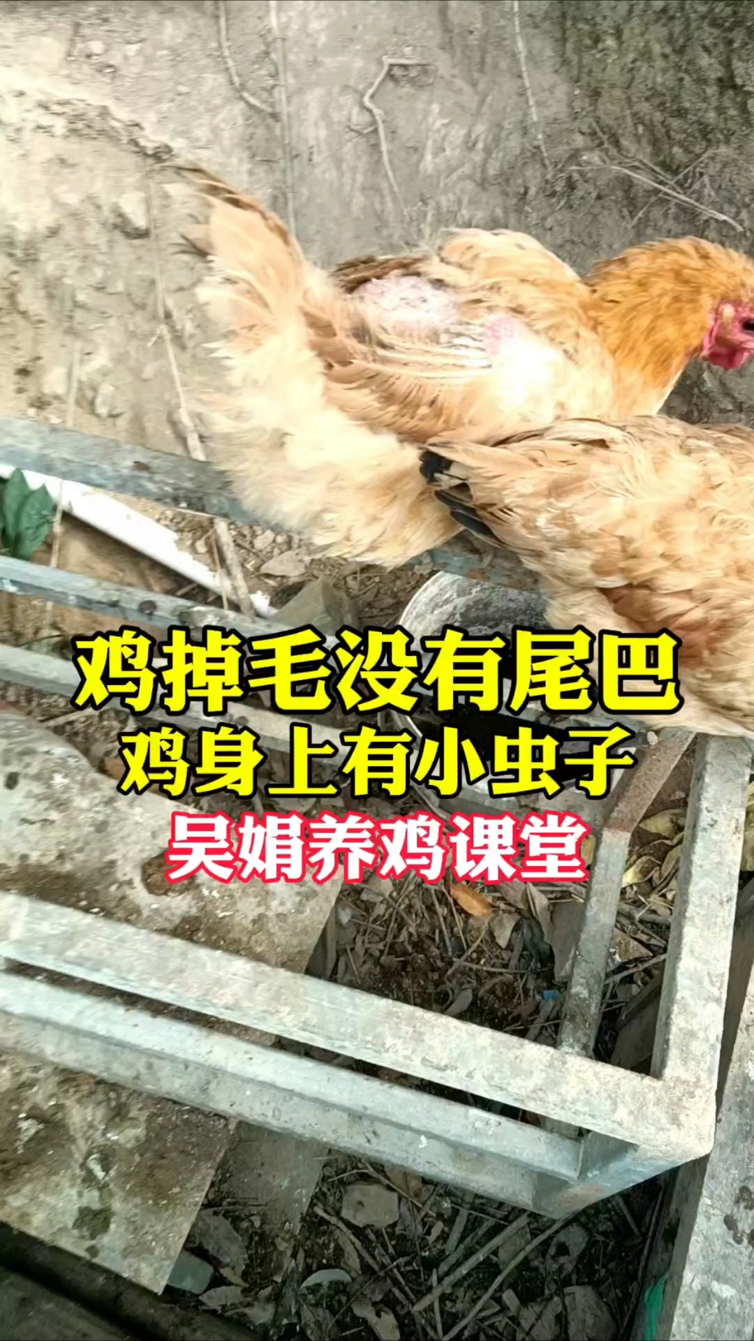 鸡掉毛没有尾巴,身上有小虫子。这是有体外寄生虫了