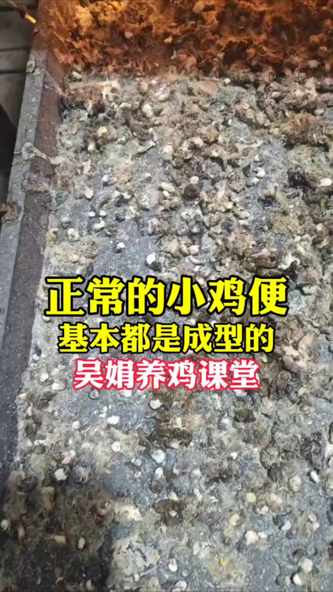 这个是正常小鸡的粪便
