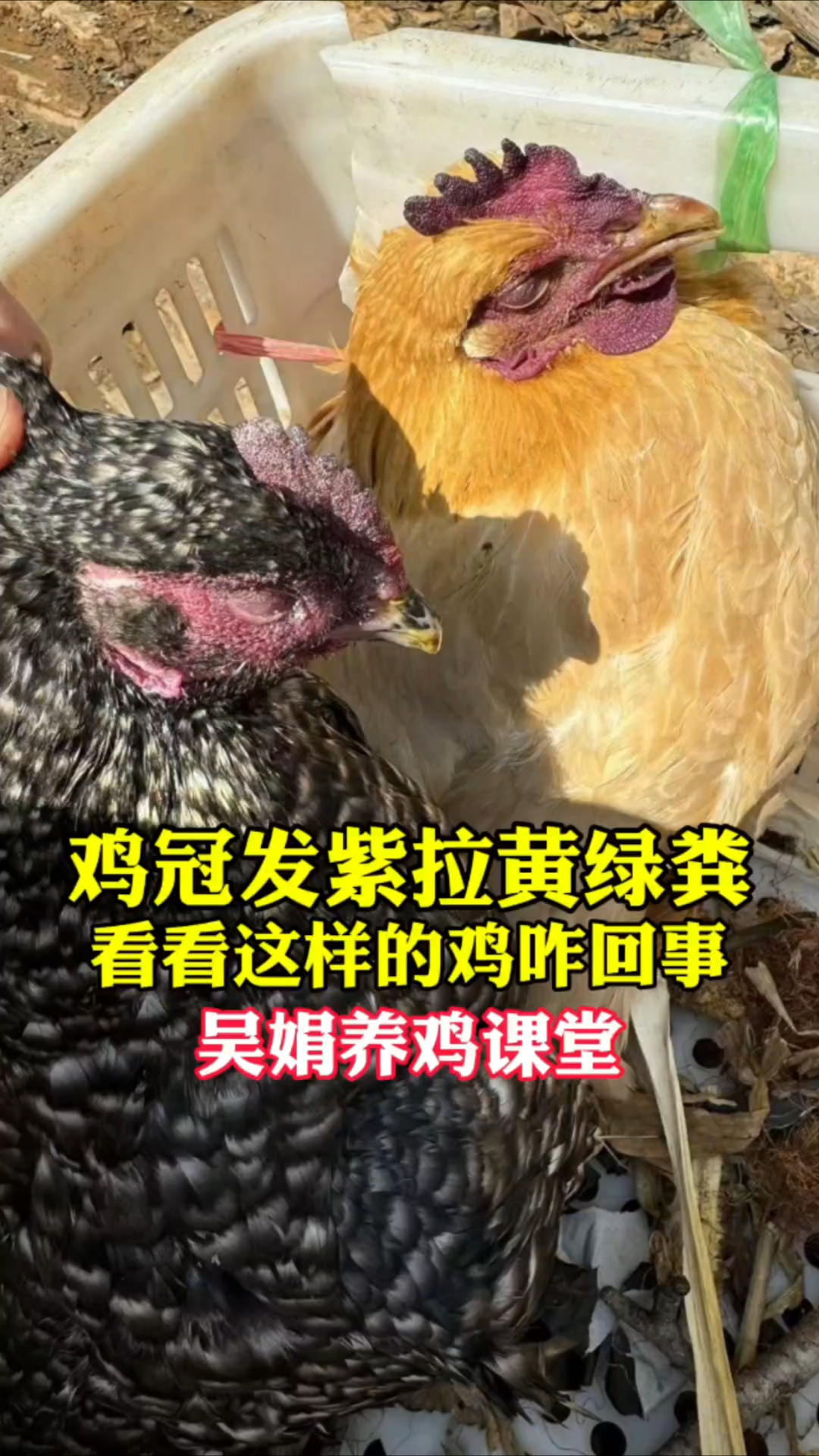 鸡脸肿鸡冠发紫,拉黄绿色粪便。这是起来流感鼻炎了